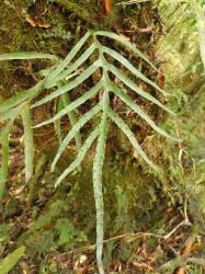 Lecanopteris novae-zealandiae. Pinnatifid fertile frond growing on a tree trunk.
 Image: L.R. Perrie © Te Papa CC BY-NC 3.0 NZ